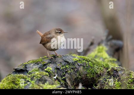 Der Eurasische Zorn sitzt ganz nah auf einem alten Stumpf Stockfoto