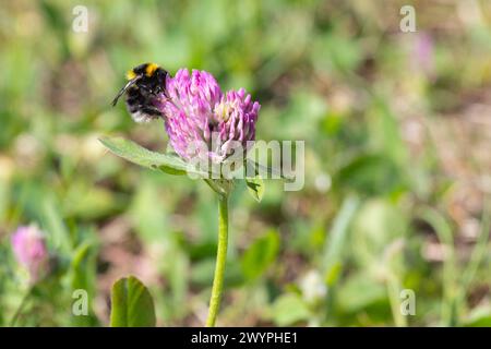 Eine Hummel sitzt auf einer Kleeblume Stockfoto