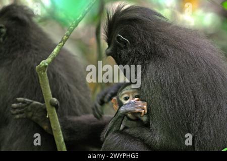 Ein Haubenmakaken (Macaca nigra) starrt während des Fotografierens in die Kamera, während seine Mutter im Tangkoko-Wald in Nord-Sulawesi, Indonesien, eine Pause einlegt. „Der Klimawandel ist einer der wichtigsten Faktoren, die die biologische Vielfalt weltweit in alarmierender Geschwindigkeit beeinflussen“, so ein Team von Wissenschaftlern unter der Leitung von Antonio acini Vasquez-Aguilar in ihrem Forschungspapier, das erstmals im März 2024 über environ Monit Assete veröffentlicht wurde. Es könnte die geografische Verteilung von Arten, einschließlich Arten, die stark von der Waldbedeckung abhängen, verschieben. Mit anderen Worten, der Klimawandel könnte den Lebensraum... Stockfoto