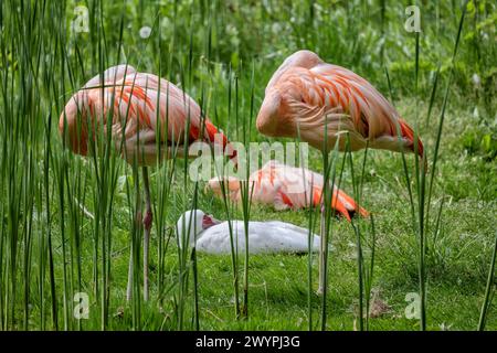 Die chilenischen Flamingovögel (Phoenicopterus chilensis) schlafen, Tiere der Familie Phoenicopteridae. Stockfoto