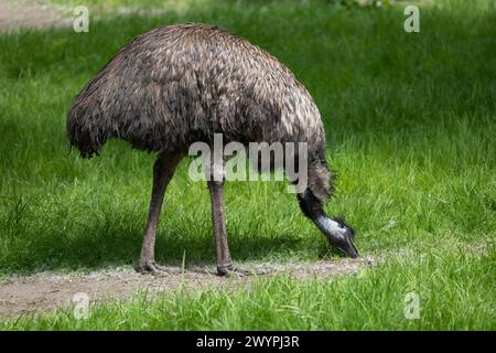 Der emu-Vogel (Dromaius novaehollandiae) weidet auf der Wiese, endemisches Tier in der Familie Casuariidae, heimisch in Australien. Stockfoto