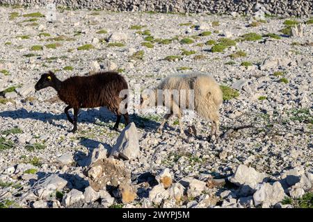 ram und Schafe auf dem Felsen Stockfoto