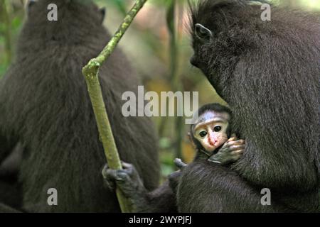 Ein Haubenmakaken (Macaca nigra) starrt während des Fotografierens in die Kamera, während seine Mutter im Tangkoko-Wald in Nord-Sulawesi, Indonesien, eine Pause einlegt. „Der Klimawandel ist einer der wichtigsten Faktoren, die die biologische Vielfalt weltweit in alarmierender Geschwindigkeit beeinflussen“, so ein Team von Wissenschaftlern unter der Leitung von Antonio acini Vasquez-Aguilar in ihrem Forschungspapier, das erstmals im März 2024 über environ Monit Assete veröffentlicht wurde. Es könnte die geografische Verteilung von Arten, einschließlich Arten, die stark von der Waldbedeckung abhängen, verschieben. Mit anderen Worten, der Klimawandel könnte den Lebensraum... Stockfoto