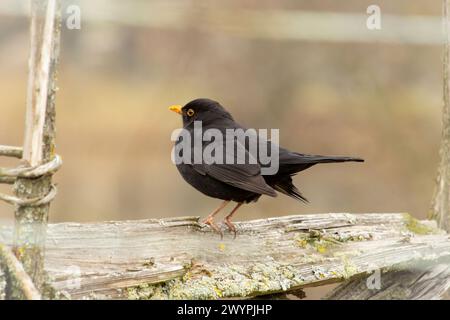 blackbird auf einem alten, mit Fichte bedeckten Hintergrund Stockfoto