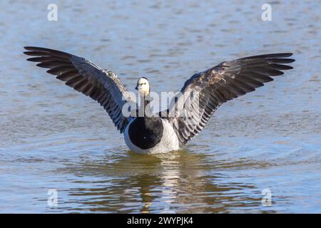 Kanadische Gänse, die an einem Herbsttag in Finnland Flügel im Wasser ausbreitet Stockfoto