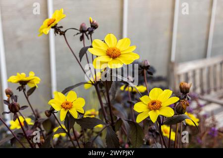 Dahlien-Anemonen-gelbe Blumen im Garten Stockfoto