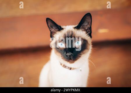 Porträt einer siamesischen Katze mit blauen Augen, Nahaufnahme. Stockfoto