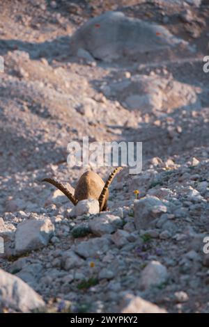 Wanderung von den Gosauseen zur Adamekhütte am Fuße des Dachsteinsteingletscher, Oberösterreich, Österreich am 08.08.2020. Im Bild: Steinböcke vor dem Gosaugletscher. // Wanderung vom Gosauseen zur Adamekhütte am Fuße des Dachsteingletschers, Oberösterreich, Österreich am 8. August 2020. Im Bild: Steinböcke vor dem Gosu-Gletscher. - 20200808 PD13551 Credit: APA-PictureDesk/Alamy Live News Stockfoto