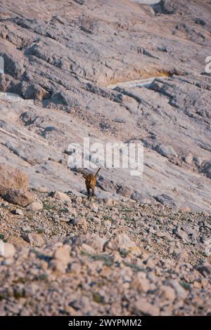 Wanderung von den Gosauseen zur Adamekhütte am Fuße des Dachsteinsteingletscher, Oberösterreich, Österreich am 08.08.2020. Im Bild: Steinböcke vor dem Gosaugletscher. // Wanderung vom Gosauseen zur Adamekhütte am Fuße des Dachsteingletschers, Oberösterreich, Österreich am 8. August 2020. Im Bild: Steinböcke vor dem Gosu-Gletscher. - 20200808 PD13571 Credit: APA-PictureDesk/Alamy Live News Stockfoto