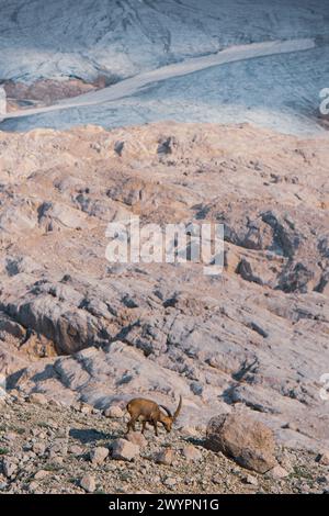 Wanderung von den Gosauseen zur Adamekhütte am Fuße des Dachsteinsteingletscher, Oberösterreich, Österreich am 08.08.2020. Im Bild: Steinböcke vor dem Gosaugletscher. // Wanderung vom Gosauseen zur Adamekhütte am Fuße des Dachsteingletschers, Oberösterreich, Österreich am 8. August 2020. Im Bild: Steinböcke vor dem Gosu-Gletscher. - 20200808 PD13563 Credit: APA-PictureDesk/Alamy Live News Stockfoto