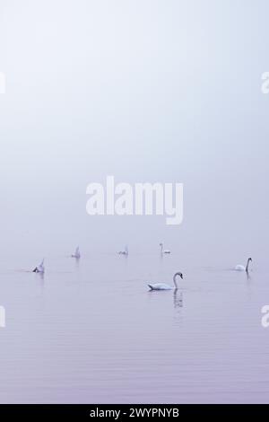 Morgenstimmung mit Nebel am Almsee im Almtal im Salzkammergut, Oberösterreich, Österreich am 14.08.2020. // Morgenstimmung mit Nebel am Almsee im Almtal im Salzkammergut, Oberösterreich, Österreich am 14. August 2020. - 20200813 PD13637 Credit: APA-PictureDesk/Alamy Live News Stockfoto