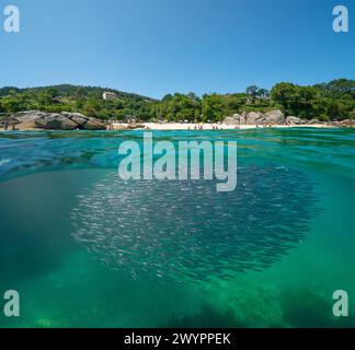 Spanien Strand Küste im Sommer mit Sardellen Fische unter Wasser im Atlantik, geteilter Blick über und unter der Wasseroberfläche, natürliche Szene, Galicien Stockfoto