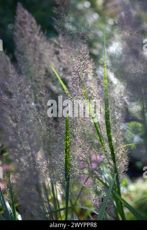 Calamagrostis brachytricha (koreanisches Federschilfgras) Blumen / Blumenstiele / Blütenköpfe Stockfoto