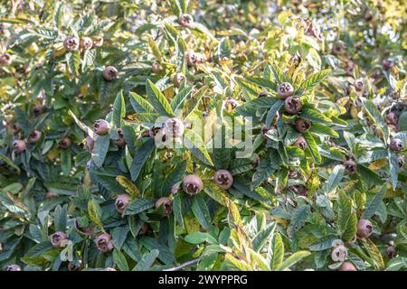 Gemeiner Medlar / Mespilus germanica Sträucher / kleiner Baum mit essbaren Früchten Stockfoto