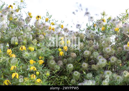 Clematis tangutica / Clematis orientalis var. Tangutica / goldene Clematis mit Blumen und Samenköpfen, Kletterer Stockfoto