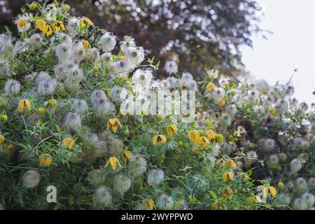 Clematis tangutica / Clematis orientalis var. Tangutica / goldene Clematis mit Blumen und Samenköpfen, Kletterer Stockfoto