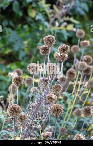 Echinops Ritro „Veitch's Blue“ Samenköpfe (kleine Glockendistel) Stockfoto