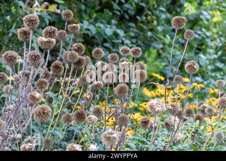 Echinops Ritro „Veitch's Blue“ Samenköpfe (kleine Glockendistel) Stockfoto