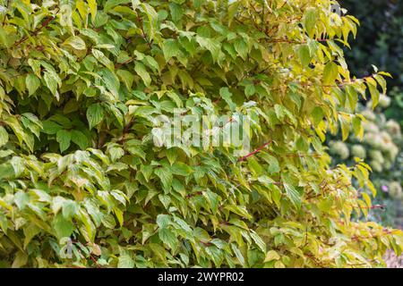 Cornus alba 'Sibirica' / sibirischer Hartholz, mit Herbstlaub beginnt gelb zu werden, rote Stämme Stockfoto