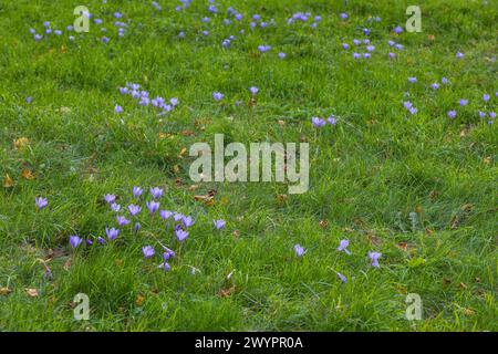 Naturalisierter Krokus/Krokusblüte im Gras/Rasen, Herbst/Herbst Stockfoto