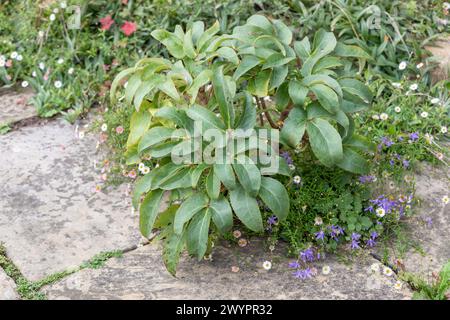 Helleborus x sternii (Stern-Hybridhellebe) umrandet Yorker Steinpflaster mit Erigeron karvinskianus Stockfoto