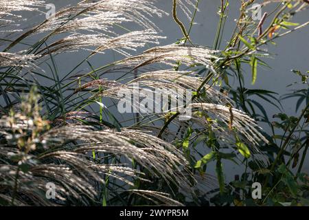 Miscanthus sinensis 'Yakushima Zwerg' Ornament Grasblumenköpfe Stockfoto