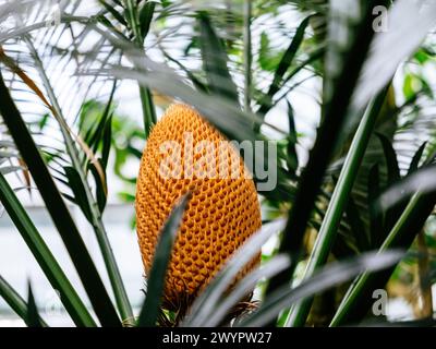 Üppiger Cycad-Kegel, der inmitten von grünen Stirnspitzen auftaucht und die exotische Essenz eines tropischen Gartens in lebendigen Details einfängt – Cycas circinalis Stockfoto