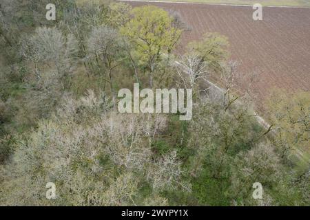 Esmoulins, Frankreich. März 2024. Blick auf den Wald bei Esmoulins, wo Alexia Fouillot Daval tot aufgefunden wurde, nachdem sie 2017 von ihrem Mann Jonathann Daval ermordet wurde. Atmosphere 7 Jahre nach dem Mord an Alexia Daval, vor einem neuen Prozess gegen Jonathann Daval wegen Verleumdung, initiiert von den Eltern von Alexia, Jean-Pierre und Isabelle Fouillot. März 2024. Foto: Raphael Lafargue/ABACAPRESS.COM Credit: Abaca Press/Alamy Live News Stockfoto