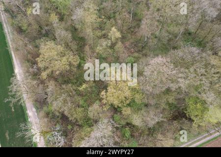 Esmoulins, Frankreich. März 2024. Blick auf den Wald bei Esmoulins, wo Alexia Fouillot Daval tot aufgefunden wurde, nachdem sie 2017 von ihrem Mann Jonathann Daval ermordet wurde. Atmosphere 7 Jahre nach dem Mord an Alexia Daval, vor einem neuen Prozess gegen Jonathann Daval wegen Verleumdung, initiiert von den Eltern von Alexia, Jean-Pierre und Isabelle Fouillot. März 2024. Foto: Raphael Lafargue/ABACAPRESS.COM Credit: Abaca Press/Alamy Live News Stockfoto