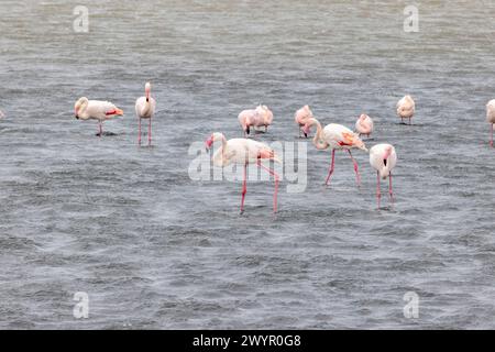 Bild einer Gruppe von Flamingos, die tagsüber in flachem Wasser in der Nähe der Walvis Bay in Namibia stehen Stockfoto