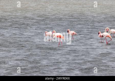 Bild einer Gruppe von Flamingos, die tagsüber in flachem Wasser in der Nähe der Walvis Bay in Namibia stehen Stockfoto