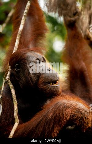 Orang-Utan im Semenggoh Wildlife Rehabilitation Center, Sarawak, Borneo, Malaysia, Asien Stockfoto