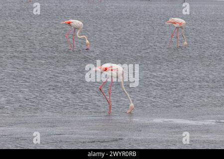 Bild einer Gruppe von Flamingos, die tagsüber in flachem Wasser in der Nähe der Walvis Bay in Namibia stehen Stockfoto