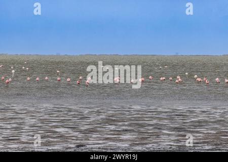 Bild einer Gruppe von Flamingos, die tagsüber in flachem Wasser in der Nähe der Walvis Bay in Namibia stehen Stockfoto