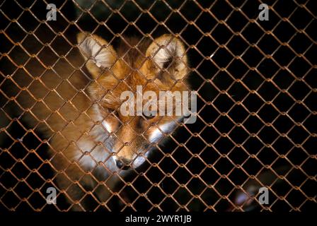 Käfig Fuchs Stockfoto