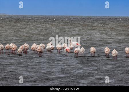 Bild einer Gruppe von Flamingos, die tagsüber in flachem Wasser in der Nähe der Walvis Bay in Namibia stehen Stockfoto