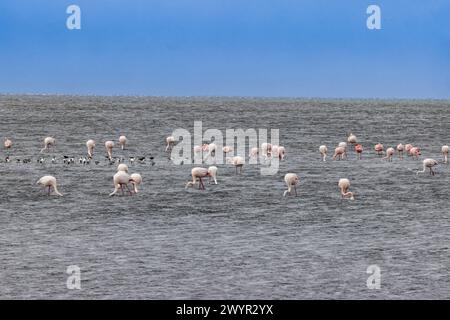 Bild einer Gruppe von Flamingos, die tagsüber in flachem Wasser in der Nähe der Walvis Bay in Namibia stehen Stockfoto