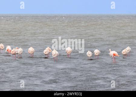 Bild einer Gruppe von Flamingos, die tagsüber in flachem Wasser in der Nähe der Walvis Bay in Namibia stehen Stockfoto