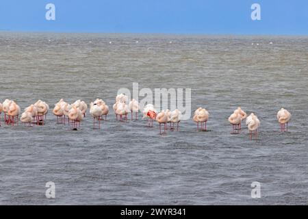 Bild einer Gruppe von Flamingos, die tagsüber in flachem Wasser in der Nähe der Walvis Bay in Namibia stehen Stockfoto