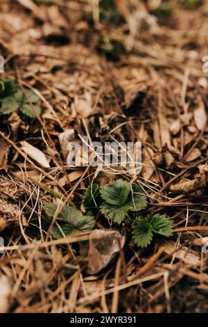 Nahaufnahme des durch Mulch sprießenden Erdbeerflecks Stockfoto