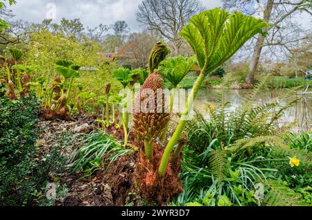 Gunnera manicata, brasilianischer Riesen-Rhabarber, mit Blumenspitze und einem neuen Blatt, das im Frühjahr an einem See im Vann Garden bei Hambledon, Surrey, wächst Stockfoto