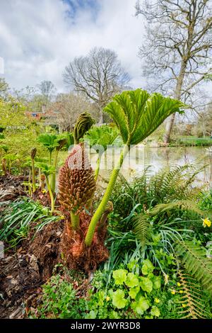Gunnera manicata, brasilianischer Riesen-Rhabarber, mit Blumenspitze und einem neuen Blatt, das im Frühjahr an einem See im Vann Garden bei Hambledon, Surrey, wächst Stockfoto