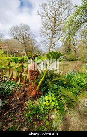 Gunnera manicata, brasilianischer Riesen-Rhabarber, mit Blumenspitze und einem neuen Blatt, das im Frühjahr an einem See im Vann Garden bei Hambledon, Surrey, wächst Stockfoto
