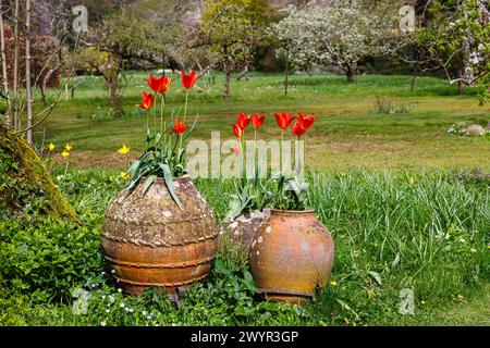 Hübsche rote Tulpen blühen im Frühjahr in Terrakotta-Keramiktöpfen im Vann Garden bei Hambledon, Surrey Stockfoto