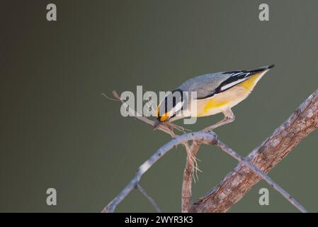 Pardalote (Pardalotus striatus) mit Nistmaterial im Schnabel, Lorella Springs Wilderness Park, Northern Territory, NT, Australien Stockfoto