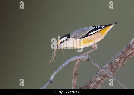 Pardalote (Pardalotus striatus) mit Nistmaterial im Schnabel, Lorella Springs Wilderness Park, Northern Territory, NT, Australien Stockfoto