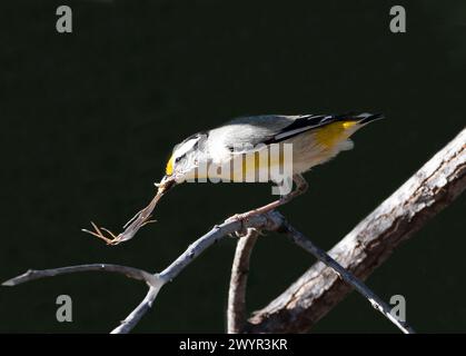 Pardalote (Pardalotus striatus) mit Nistmaterial im Schnabel, Lorella Springs Wilderness Park, Northern Territory, NT, Australien Stockfoto