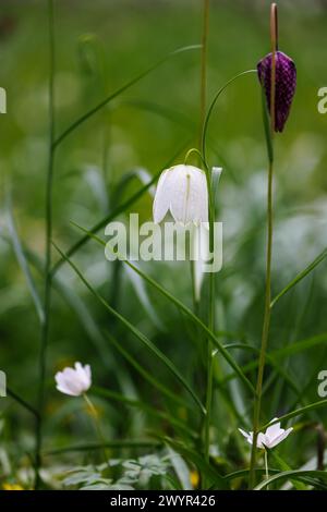 Nahaufnahme der weißen Fritillaria meleagris, einer Lilie mit Schlangenkopf, die im Frühjahr im Vann Garden in der Nähe von Hambledon, Surrey, blüht Stockfoto