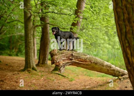 Hund steht auf gefallenem Baum im üppigen Wald Stockfoto