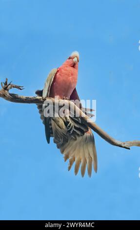 Eine Galah (Cacatua roseicapilla), die auf einem Ast vor einem blauen Himmel thront, Mount Carbine, Queensland, QLD, Australien Stockfoto